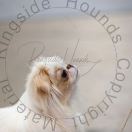 Blossom - Japanese Chin