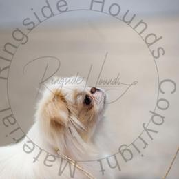 Blossom - Japanese Chin