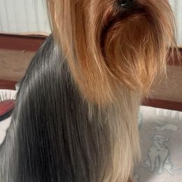 Asher - Yorkshire Terrier