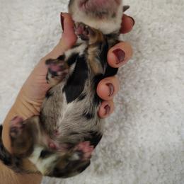 Dachshund Puppies from Witchy Woman’s Wiener’s