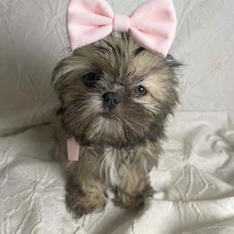 Elara - Blue female Shih Tzu puppy in Riverside, California from Be Dazzled Shihtzu