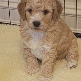 Assorted Doodle Crosses and Poodle Puppies from Center Hill Poodles and Doodles