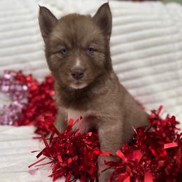 Georgia - Red and white female Siberian Husky puppy in London, Ohio from Rose Trail Siberian’s