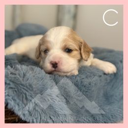Abe - Blenheim male Cavachon puppy in Smoot, Wyoming from Designer Mountain Mutts