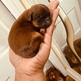 Mateo - Red male Shih Tzu puppy in Detroit, Michigan from Friends4everkennel LLC
