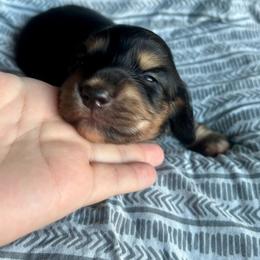 Boy - Black and cream male Dachshund puppy in Lincoln, California from ForeversEdge Doxies