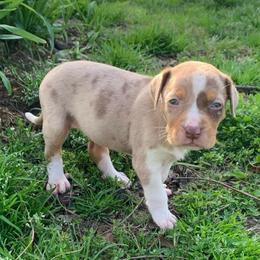 Female 1 - Red merle female Catahoula Leopard Dog puppy in Gadsden, Alabama from Rich Cat’s