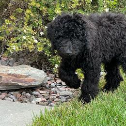 3 - Black male Poodle puppy in Severance, Colorado from Cox's Poodle Pups