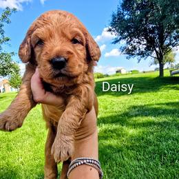 Daisy - Red  female Goldendoodle puppy in Red Oak, Iowa from Fisher Pups-Stay Golden with a Doodle