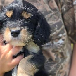 Pete - Pink - Tri-color male Bernedoodle puppy in Carlisle, Iowa from Farnsworth Bernedoodles