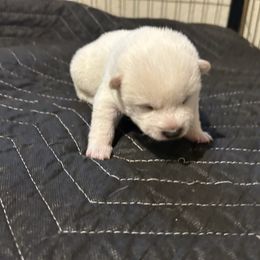 Nutmeg - Cream male Shiba Inu puppy in Florence, Oregon from Sunbeam Shiba Inus