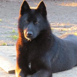 Phantom - Siberian Husky