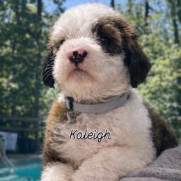 Trinity - Brown and white female Sheepadoodle puppy in Rocky Point, North Carolina from CelticDoods