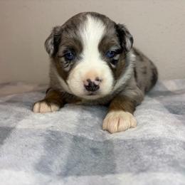 Siren - Blue merle female Miniature Australian Shepherd puppy in Brenham, Texas from Stone N Rose Kennels
