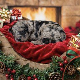 Girl 2 - Merle female Goldendoodle puppy in Sterling, Connecticut from Justine’s Retrievers and Doodles