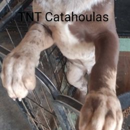 Boy 2 - Catahoula Leopard Dog puppy in Pavillion, Wyoming from TNT Catahoulas