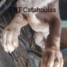 Boy 2 - Catahoula Leopard Dog puppy in Pavillion, Wyoming from TNT Catahoulas