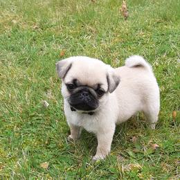 Golden Retriever and Pug Puppies from Ebert Pugs