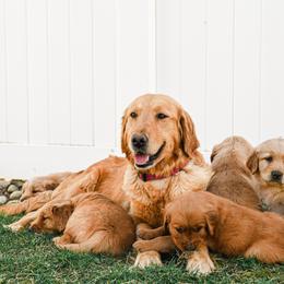 Golden Retriever puppies from Bethel Retrievers