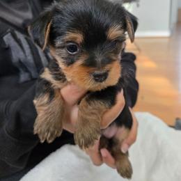 Girl 2 - Black and tan female Yorkshire Terrier puppy in Virginia Beach, Virginia from Andre's Yorkshire Terriers