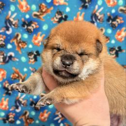 Tsuki - Red male Shiba Inu puppy in Marshall, Minnesota from Tobitatsu Shiba Inu