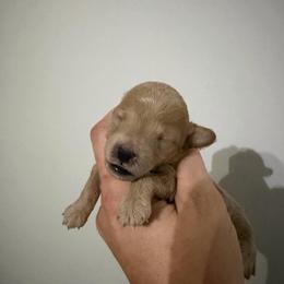 Boy 2 AKC Runt Bones - Apricot male Poodle puppy in Lees Summit, Missouri from Divine K9s LLC