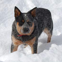 Sydney - Australian Cattle Dog