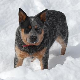 Sydney - Australian Cattle Dog