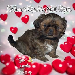 Zen - Red and white male Shih Tzu puppy in Sacramento, California from NANA’S  QUALITY SHIH TZU'S