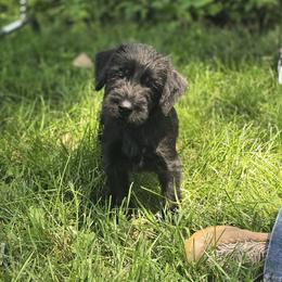LIME GREEN collar boy - Black male Giant Schnauzer puppy in Billings (Bil), Montana from Kaiser's Giants