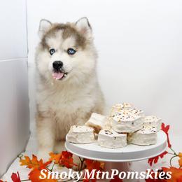 Peter SALE 3800 - Wolf sable male Pomsky puppy in Christiana, Tennessee from Smoky Mountain Pomskies