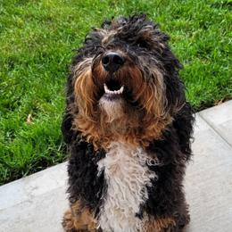 Bernedoodles and Goldendoodles from Doo a Little Doodle
