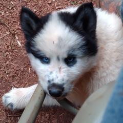 Native American Indian Dog Puppies from Indian Valley Kennels