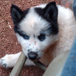 Native American Indian Dog Puppies from Indian Valley Kennels
