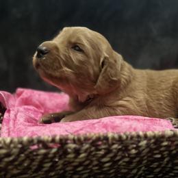 Black boy - Apricot Goldendoodle puppy in Pioneer, California from Poppy’s Precious Goldendoodles