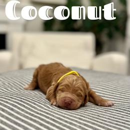 Coconut - Yellow Collar Female - Red Australian Labradoodle puppy in Whittier, California from Rouxdle Douxdle