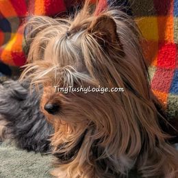 Whimsy - Yorkshire Terrier