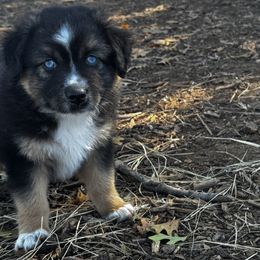 Flannel - Black tri male Miniature Australian Shepherd puppy in Granbury, Texas from Jubilee Acres