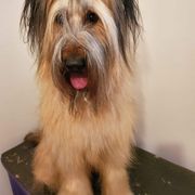 Briard and Schapendoes Puppies from Dragonz Lair