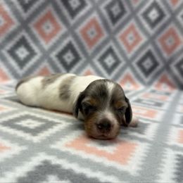 Boy 2 - Piebald male Dachshund puppy in Hoover, Alabama from Tide Town Doxies