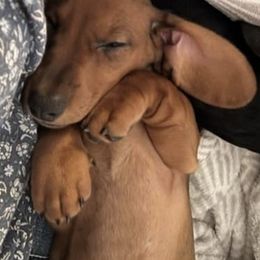 Dachshunds from Woodshafen