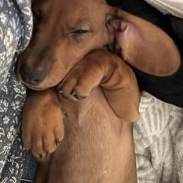 Dachshunds from Woodshafen