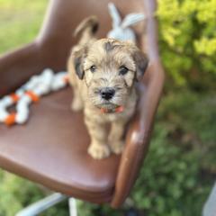 Sherbet - Merle male Whoodle puppy in Gladewater, Texas from Kalin’s K9s