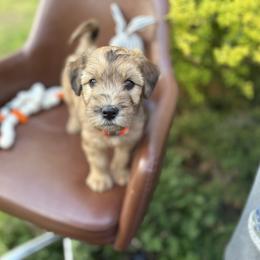 Sherbet - Merle male Whoodle puppy in Gladewater, Texas from Kalin’s K9s