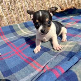 Charlie - Black and white male Chihuahua puppy in Utica, Ohio from Poodle Me Crazy
