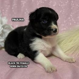 Paulina - Black tri-color female Australian Shepherd puppy in Bethany, Connecticut from Wynter Thyme Manor Australian shepherds