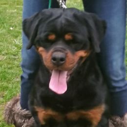Abby - Rottweiler