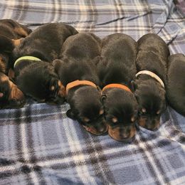 Doberman Pinscher Puppies from Kalora Dobermans