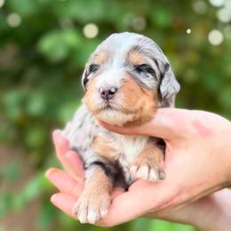 North - Merle female Bernedoodle puppy in Glendale, Arizona from Arizona Bernedoodles