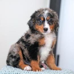Serrano - Blue merle male Bernedoodle puppy in Dundee, Ohio from Down Home Doodle